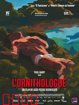 鸟类学家：林中奇遇